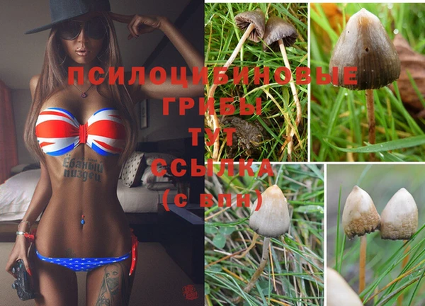 ГАЛЛЮЦИНОГЕННЫЕ ГРИБЫ Абаза